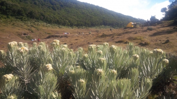 Edelweis Suryakencana (Dok. Pribadi)