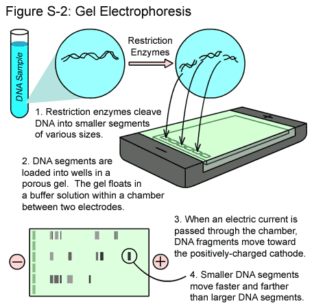 elektroforesis gel (ilustrasi)