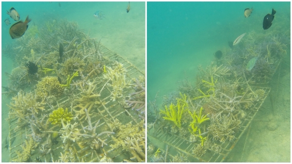 Karang yang akan tumbuh indah