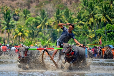 Barapan Kebo