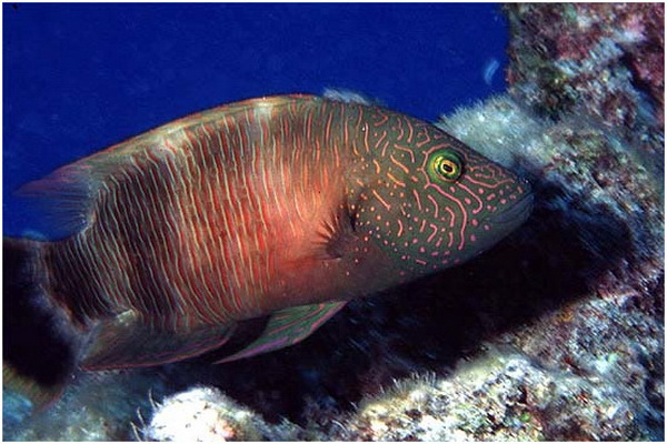 Ikan Napoleon Si Bibir Dower Yang Dilindungi Halaman 1 Kompasiana Com Ikan Napoleon Si Bibir Dower Yang Dilindungi Halaman 1 Kompasiana Com
