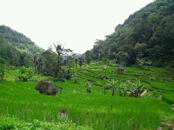 Keindahan lanskap persawahan