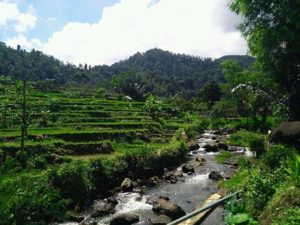 Sawah Cibeusi Jalan Menuju Curug Cibareubeuy Melewati Persawahan