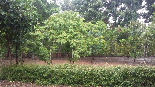 Pohon di sekitar Polsek Panggul yang Pak Winarno tanami (dok.pribadi)