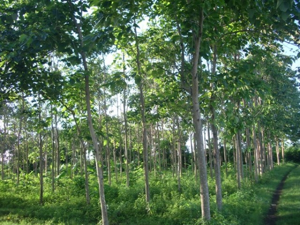 Pohon Gemilina (dok.pohonbagoes)
