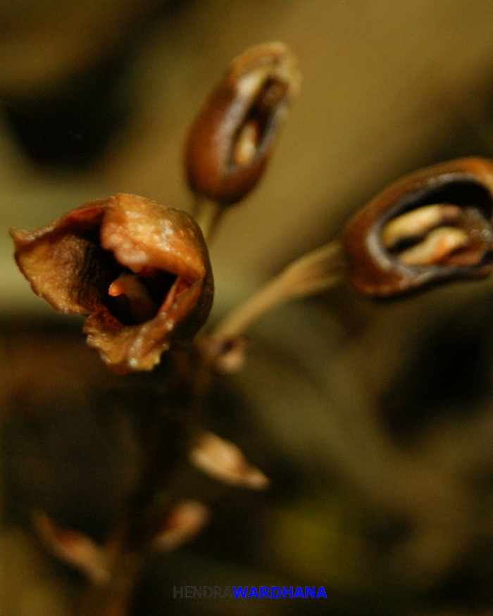 Seluruh bagian tubuh Gastrodia crispa berwarna coklat | Kompasiana.com