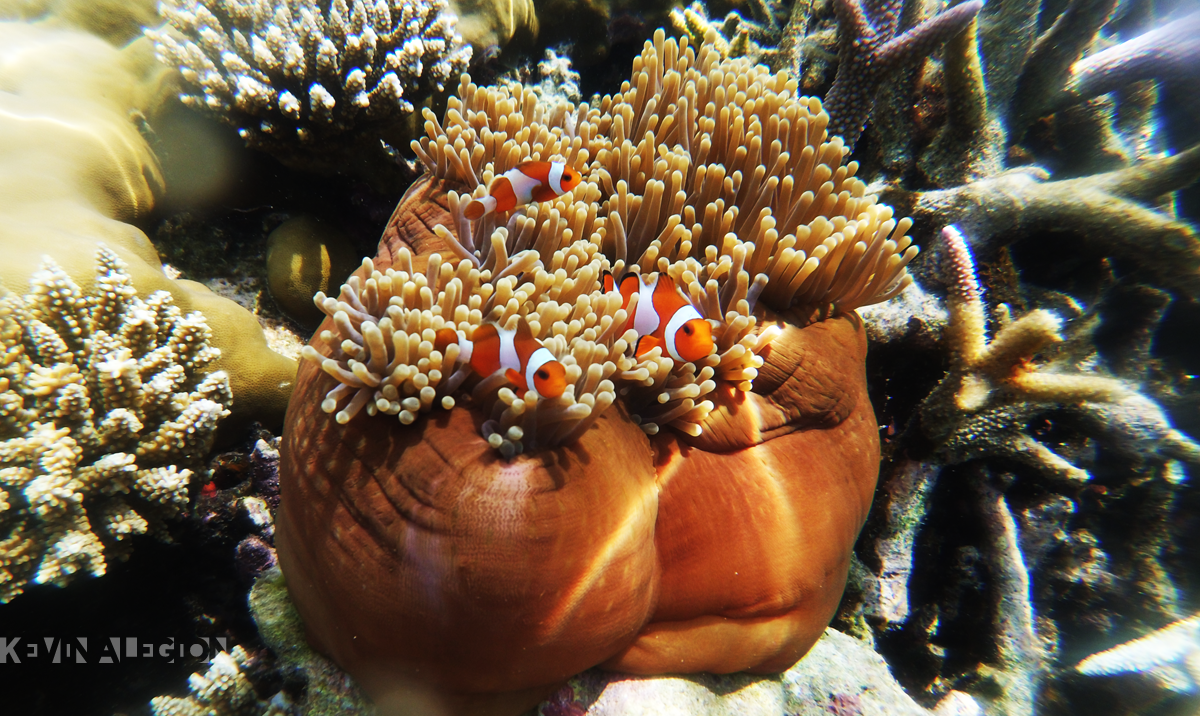 Clown fish bergerumul di anemon | Foto: Kevinalegion