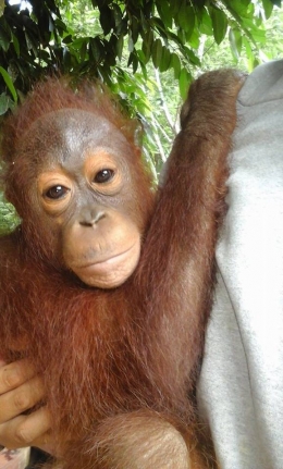 Orangutan yang diselamatkan dari pemilik (pemiliharanya). Foto tahun 2015, dok Yayasan Palung