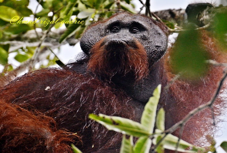 Orangutan yang hidup di habitat hidupnya di Pematang Gadung. Foto dok. M. Rizal Alqadrie