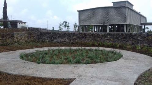 Taman lavender di museum minyak atsiri Indonesia Sumber: FB Rumah Atsiri