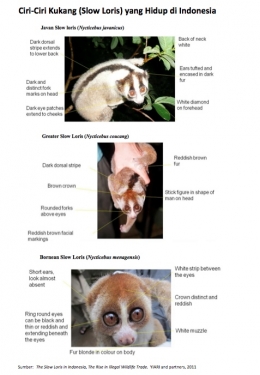The slow Loris Indonesia, the rise Illegal Wildlife Trade. Sumber Foto dok. YIARI and Partners, 2011