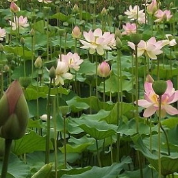 Lotus bunga Tanaman Bunga