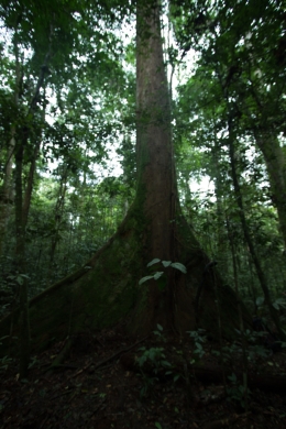 Salah satu Pohon Dipterocarpaceae yang tumbuh di Cabang Panti, Gunung Palung. Foto dok. Tri Wahyu Susanto