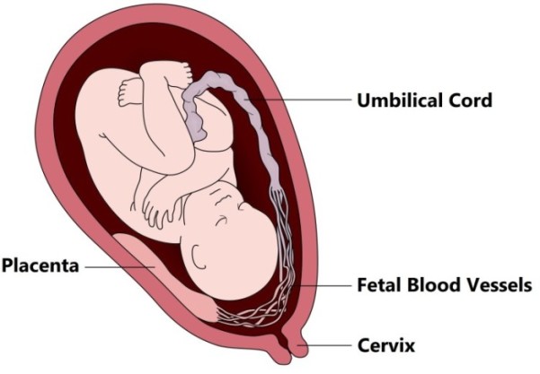 img from thepregnancyinfo.com