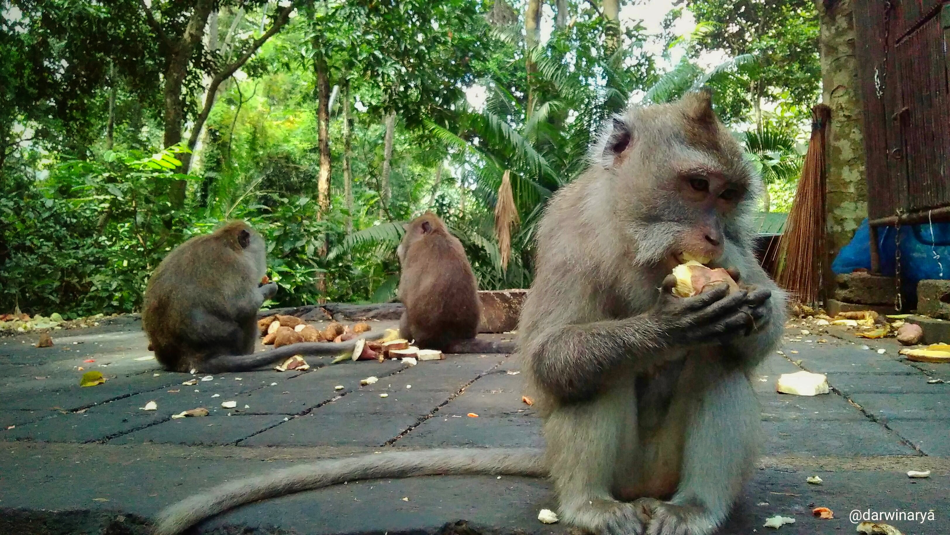 Foto monyet berdua lagi makan
