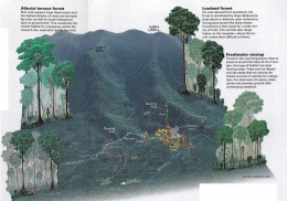 Sketsa Jenis dan tipe hutan di Gunung Palung. Foto dok. GPOCP dan National Geographic Maps
