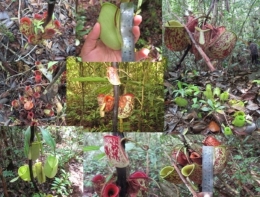 Kantong Semar biasanya hidup di hutan rawa gambut dan di hutan pegunungan Gunung Palung. Foto dok GPOCP dan Yayasan Palung