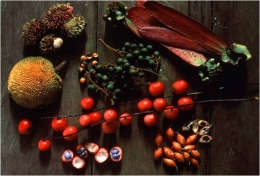 Buahan-buahan termasuk sumber makanan utama orangutan. foto dok. Tim Laman dan Yayasan Palung