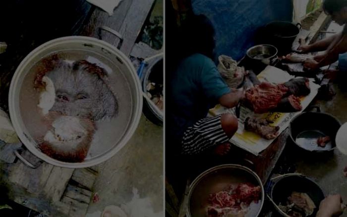 Orangutan yang dibunuh dan di konsumsi oleh pemburu. Borneonews/ Roni Sahala