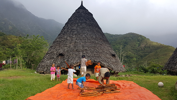 Mereka sedang sibuk mengangkat kulit kayu manis