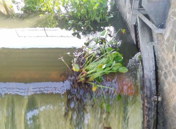 Enceng gondok yang dihanyutkan di pintu air (Dokumentasi Pribadi)