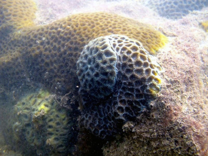 Terumbu karang yang terdapat di Teluk Balikpapan. Sumber : www.mongabay.co.id