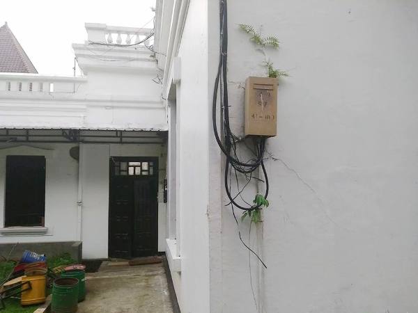 Bibit suplir dan beringin yang tumbuh di tembok (foto: dok pri)