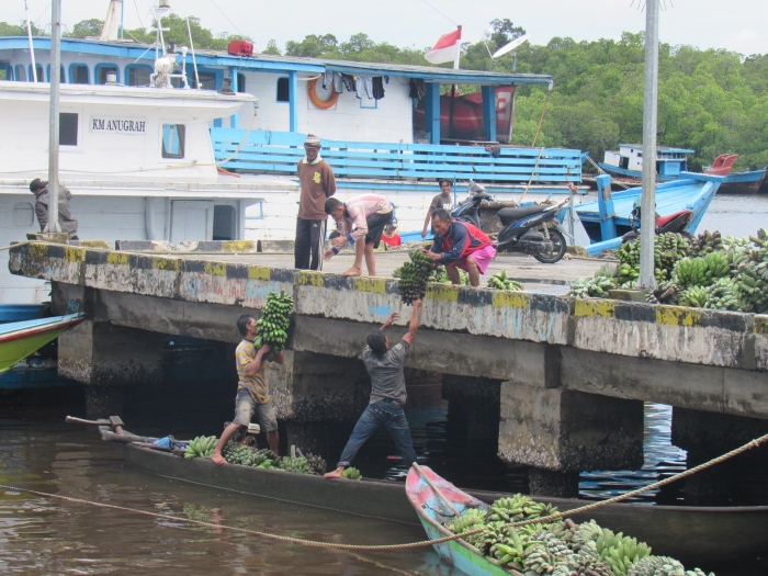 Pisang salah satu hasil alam Mentawai (foto : Adi Prima)