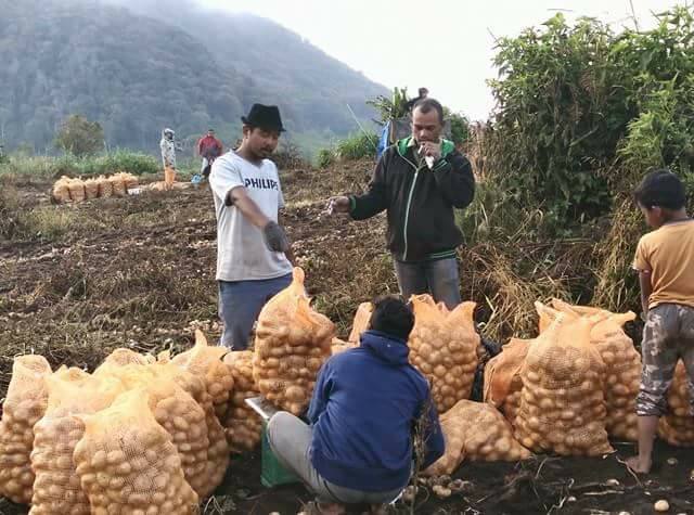 Gambar 3, Raut kegembiraan Riega saat memanen kentang organiknya (Doc. FMT)
