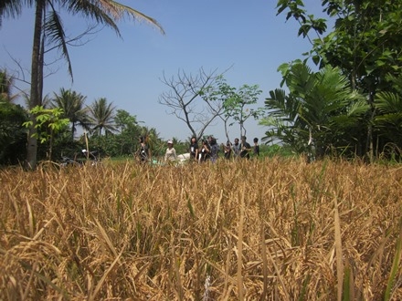 Siap di panen dengan sistem bagi hasil (dok pribadi)