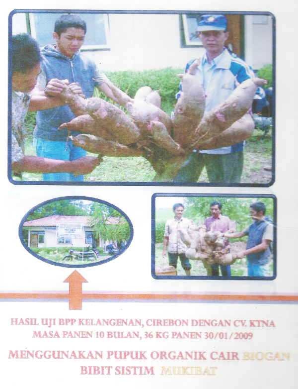 01-pupuk-ajaib-hasil-uji-coba-singkong-dgn-poc-biogan-5938c81b569773e1370aaba8.jpg