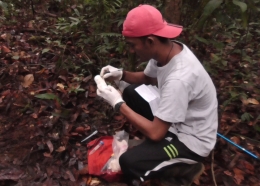 Akau Asisten peneliti orangutan, melakukan tes urin orangutan. Foto capture dari video urine testing. Foto dok. Yayasan Palung