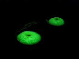Jamur atau mushrooms menyala di waktu malam. Foto dok. Brodie Philp, Yayasan Palung GPOCP
