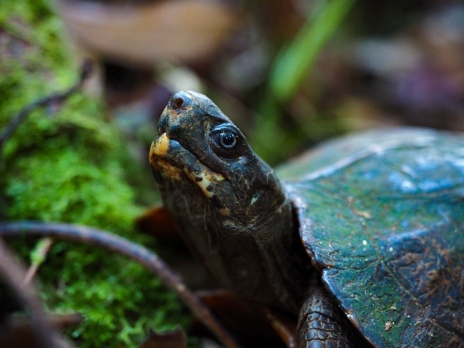 kura-kura atau turtle.Foto dok. Brodie Philp, Yayasan Palung GPOCP