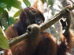 Orangutan Jantan tua sedang memakan serangga. Foto dok. Brodie Philp, Yayasan Palung GPOCP