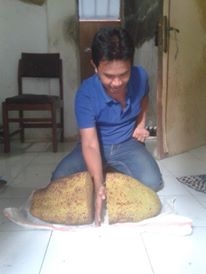 jurus membuat buah nangka lebih besar dan lebih manis