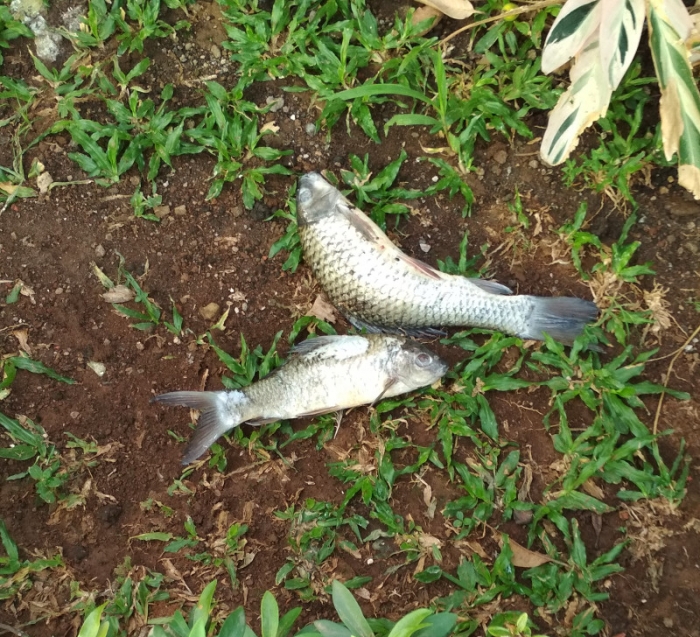 2 ekor ikan dewa mati. Dok.pribadi