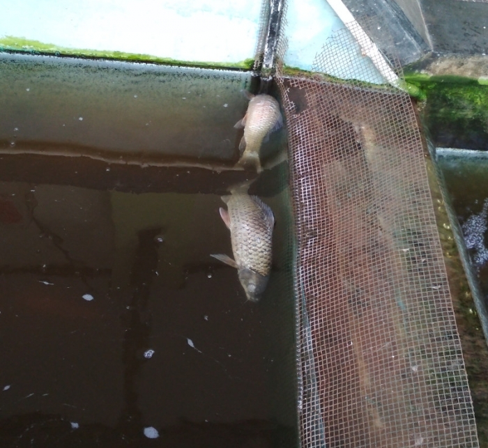 ikan kancra mati di kolam. Dok.pribadi