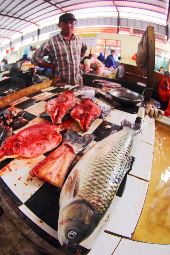 Ikan jalawat atau arwana yang dibudidayakan untuk ikan konsumsi (dok.pri).