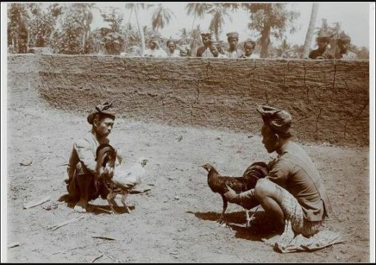 Sejarah Tradisi Sabung Ayam di Pulau Jawa Halaman 1 - Kompasiana.com