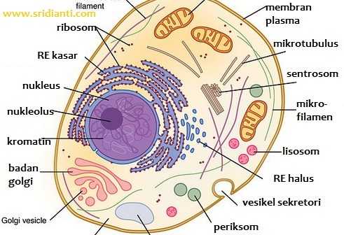 Organel sel semiotonom yang memiliki dna dan ribosom adalah