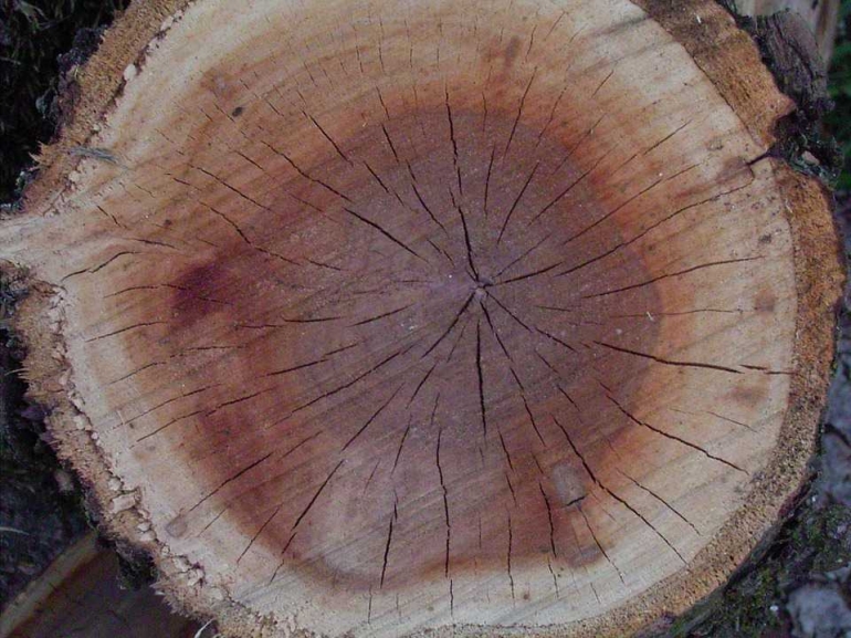 Umur pohon dapat dilihat dari garis pertumbuhan jaringan meristem sekunder garis-garis itu disebut