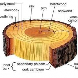 Tumbuh disebut sering sekunder kambium terdapat meristem yang pada titik Pengertian Pertumbuhan