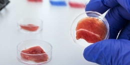 Lab grown meat atau daging hewan yang dibuat di laboratorium yang diambil dari sel hewan hewan. Foto: bigthink.com