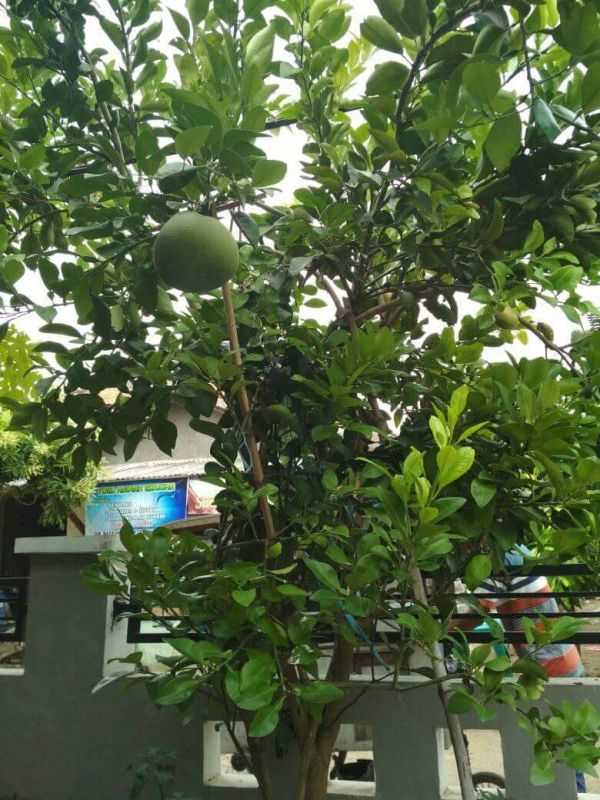 Cara Menanam Buah Jeruk Bali Dalam Pot | Kampustani.com
