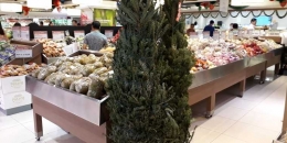 Pohon pinus segar setinggi dua meter untuk pohon natal. Di Singapore dijual seharga $40. Foto: koleksi pribadi