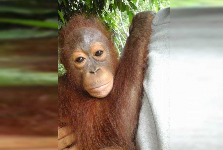 Orangutan yang dipelihara, seharusnya ia hidup bebas di rimba raya. Foto dok. Yayasan Palung