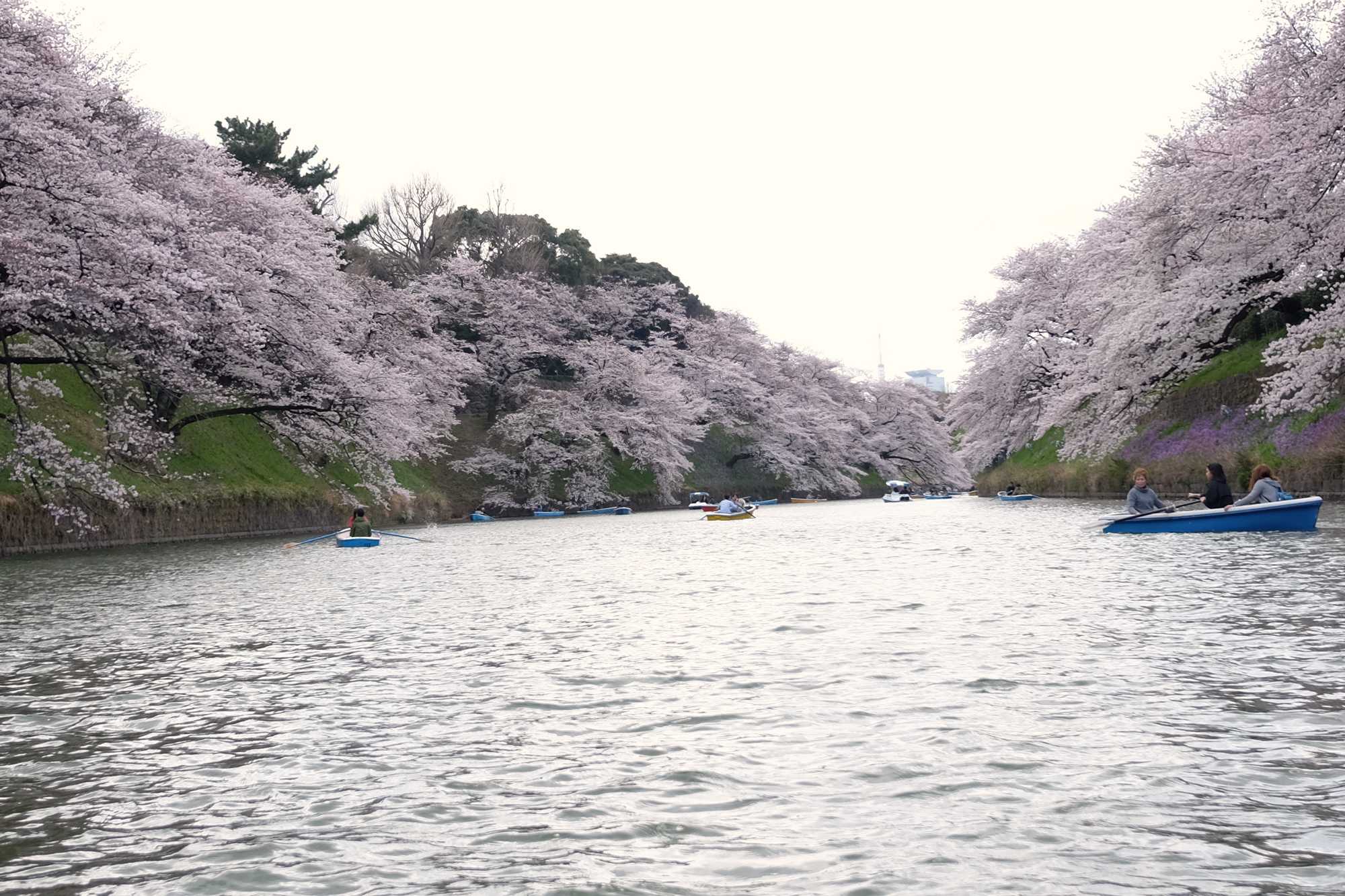 Foto Artikel : Awal Musim Semi Dan Mekarnya Bunga Sakura Di Jepang ...