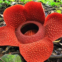 Rafflesia Arnoldii Berbeda Dengan Bunga Bangkai Halaman 1 Kompasiana Com
