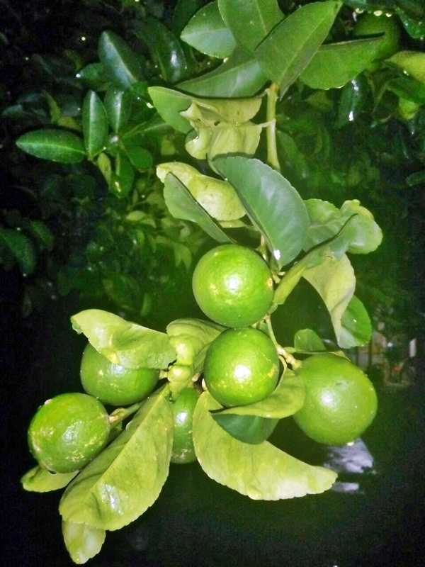 Tips Agar Jeruk Nipis Buahnya Lebih Banyak Dan Lebih Banyak Airnya Halaman  1 - Kompasiana.com